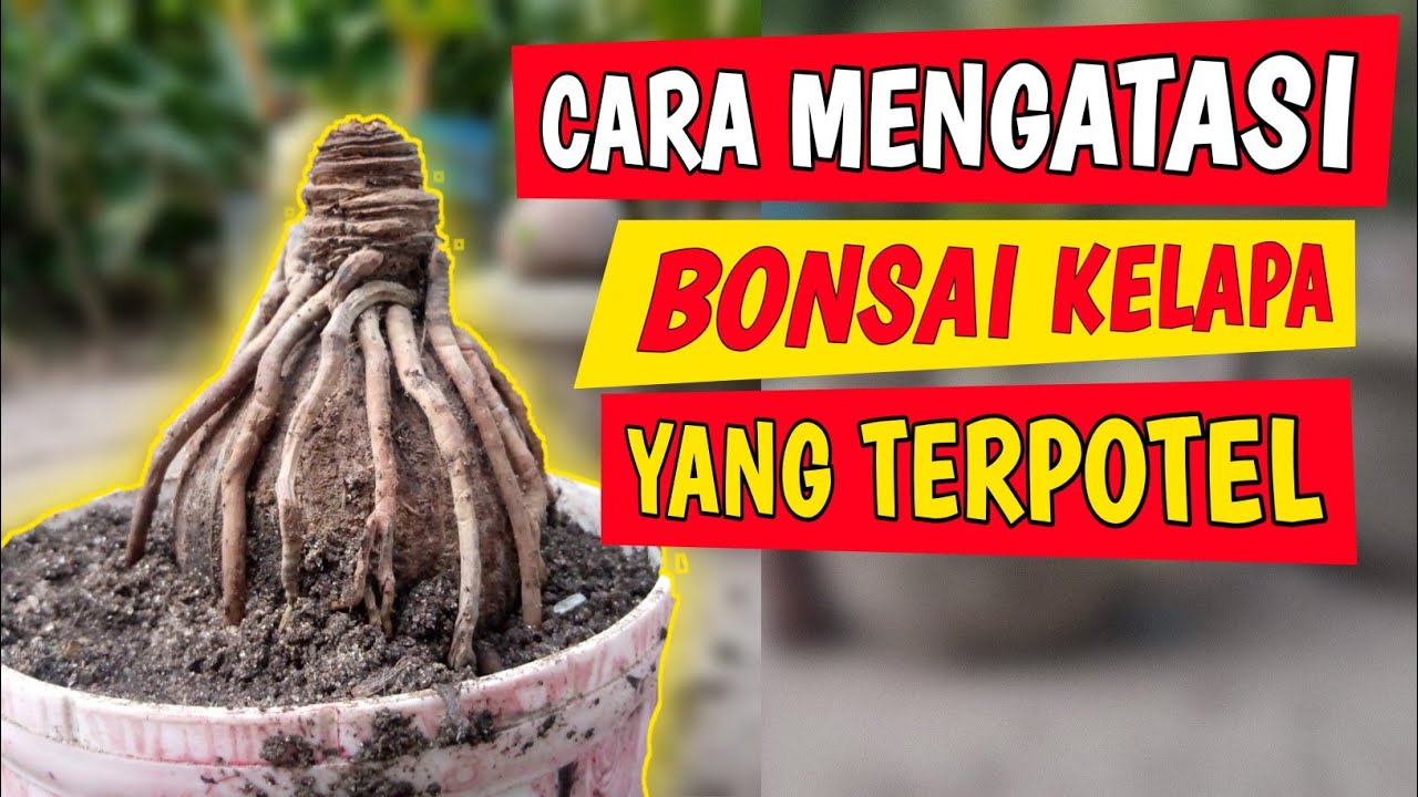 Cara mengatasi bonsai kelapa yang patah tunas (Terpotel) YouTube