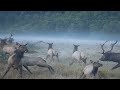 Phaeleh - Never Knew