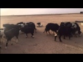 ودالعوض
