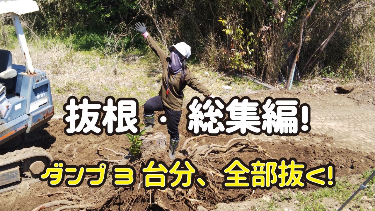 ≪週末DIYから始める移住への道≫ 抜根・総集編！ススキ・笹・イバラ・山桜‥５か月間掛けて２００坪の根っこを全部取ったらダンプ３台分になった！　≪アラフィフ開拓≫