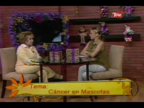 Cáncer en mascotas