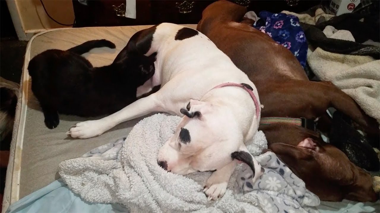 Pitbull Nurses Pair Of Kittens YouTube