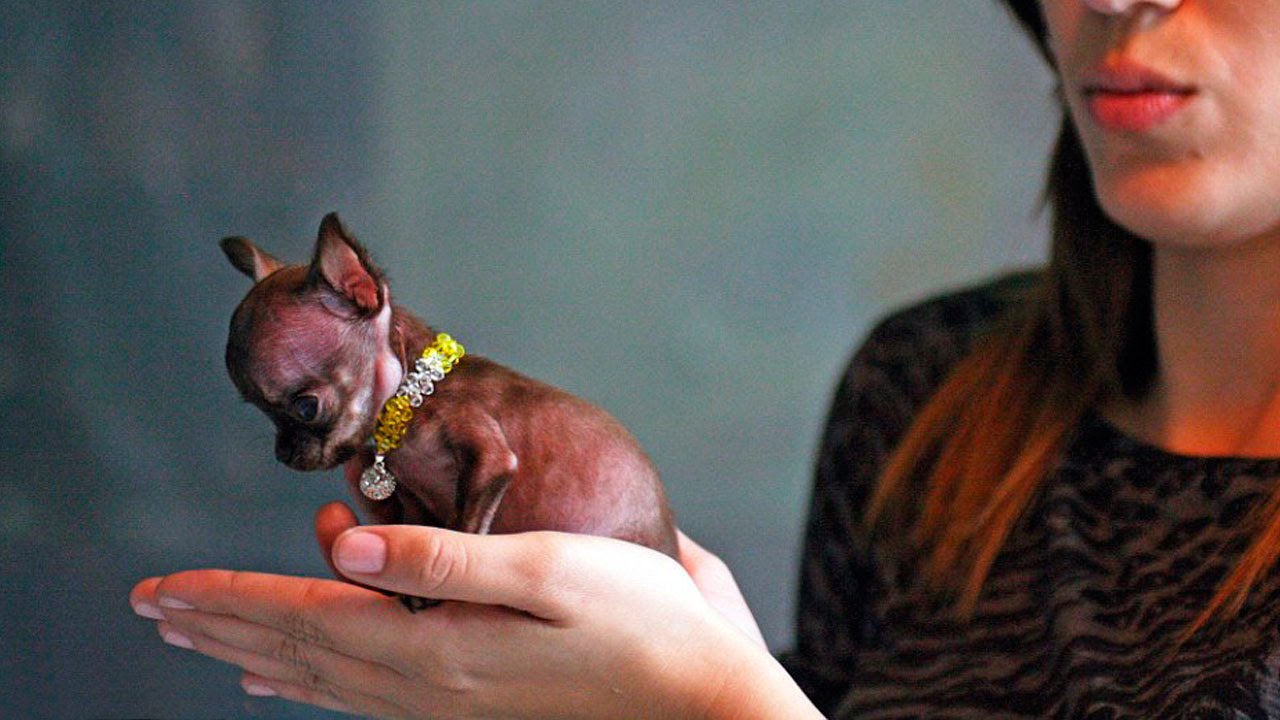 Самая маленькая собака в мире, фото самых маленьких пород собак