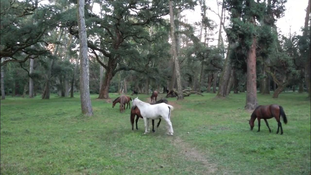 Мустанги - YouTube