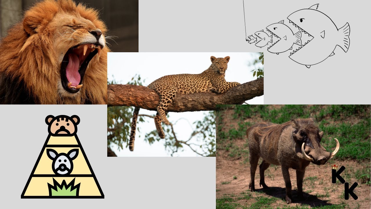 Lions Attack Leopard Attacking Warthog 🦁🐆🐷(crazy sequence) #shorts #bigcats #lion #leopard #warthog
