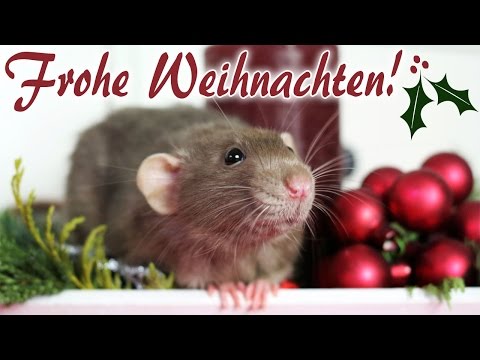 Tierisch frohe Weihnachten!
