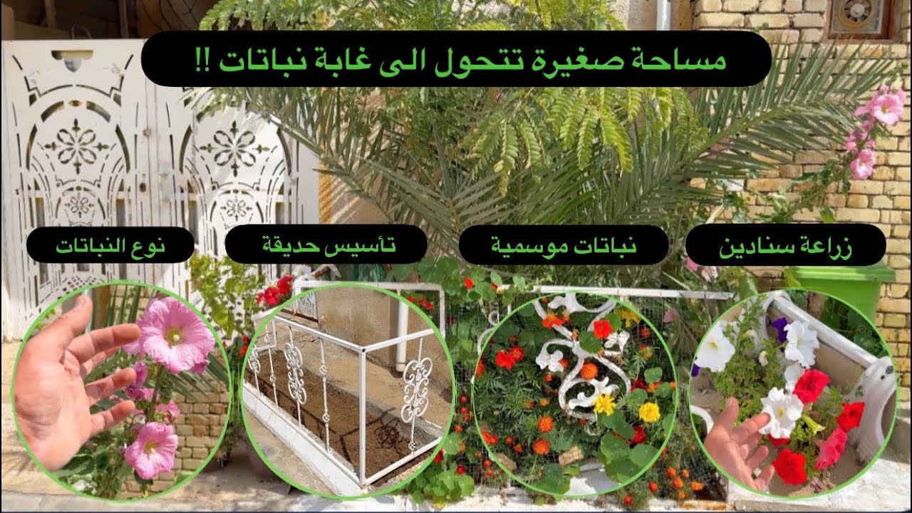 مساحة صغيرة جداً تتحول الى غابة نباتات ! كيف اعمل حديقة من الصفر ؟ تعالوا نتعلم