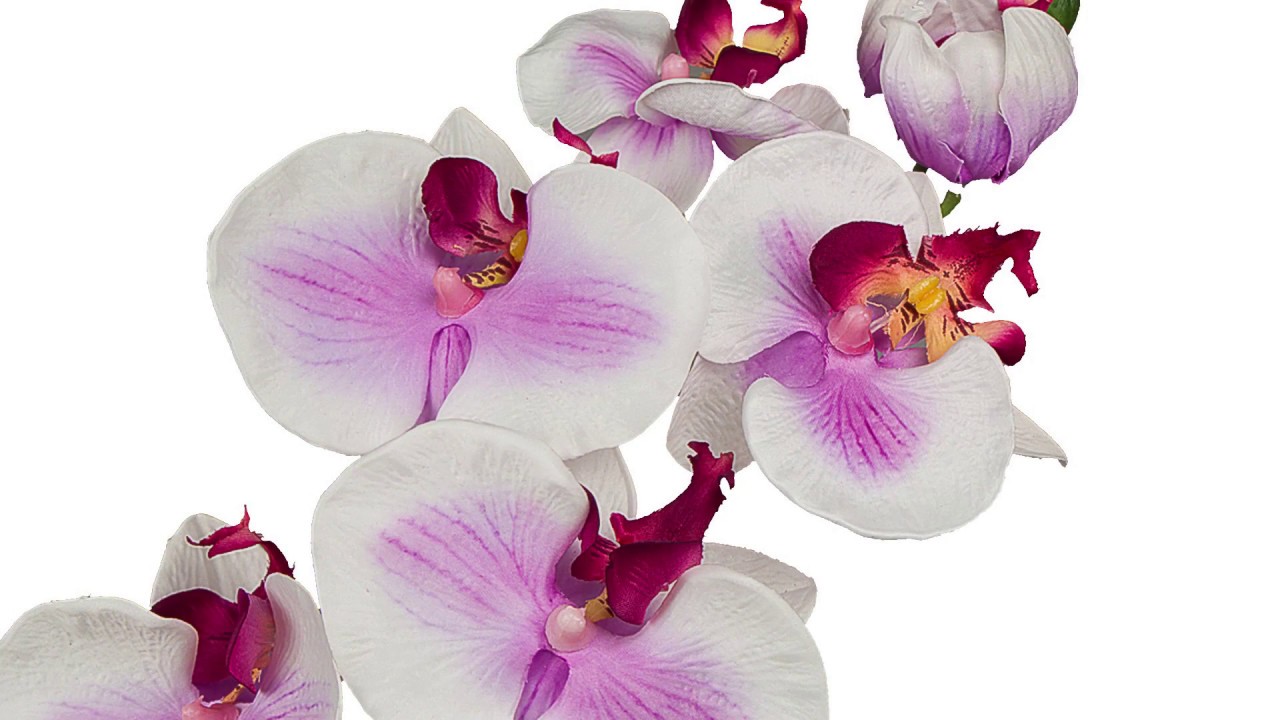 Como cuidar de Orquídeas Phalaenopsis 1/2 Plantar em Casa ...