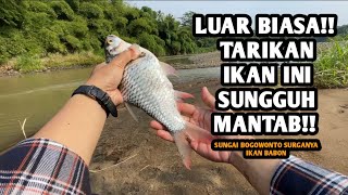 AKHIRNYA BABON SIRIP MERAH MENDARAT!! Mancing ikan tawes pakai teknik dasaran spot Bogowonto