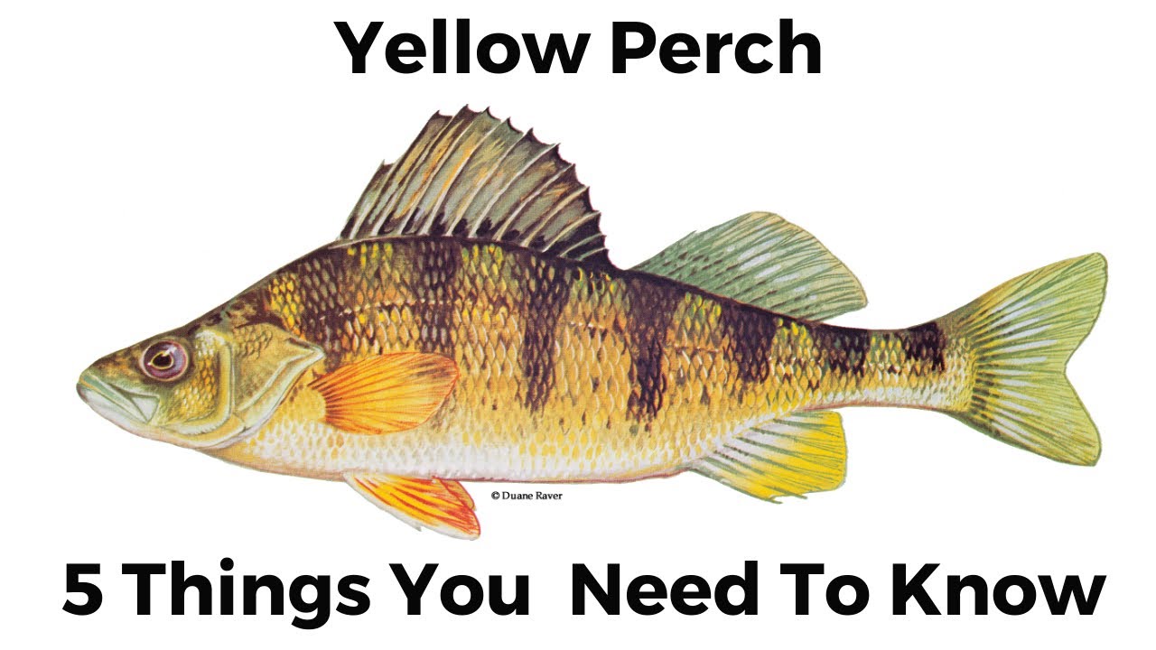 5 Things You Need To Know About Yellow Perch 