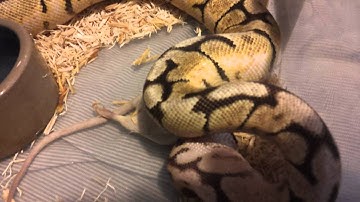 feeding video new male bumblebee ball python