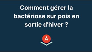 Bactériose Sur Pois En Sortie Dhiver, Que Faire ?
