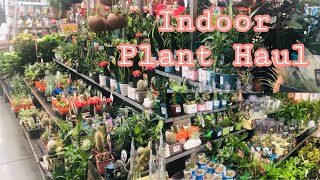 Indoor Plant Haul at Bunnings Warehouse +Potting |Emzy Anker