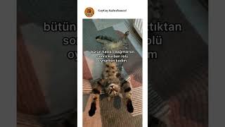 Kedi Masum Rolü Yapıyor Gibi Geldi