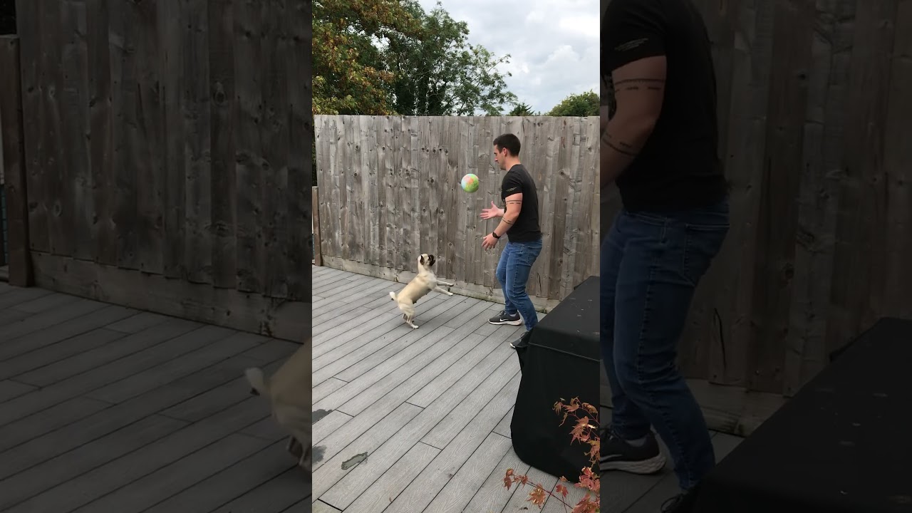 Pug playing ball