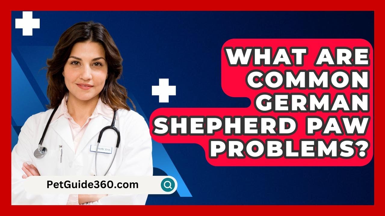 What Are Common German Shepherd Paw Problems? - PetGuide360.com