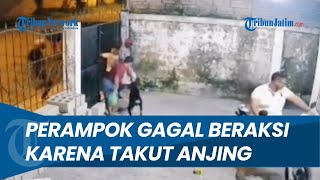 Detik-detik Dua Perampok Gagal Beraksi, Karena Takut Dengan Seekor Anjing