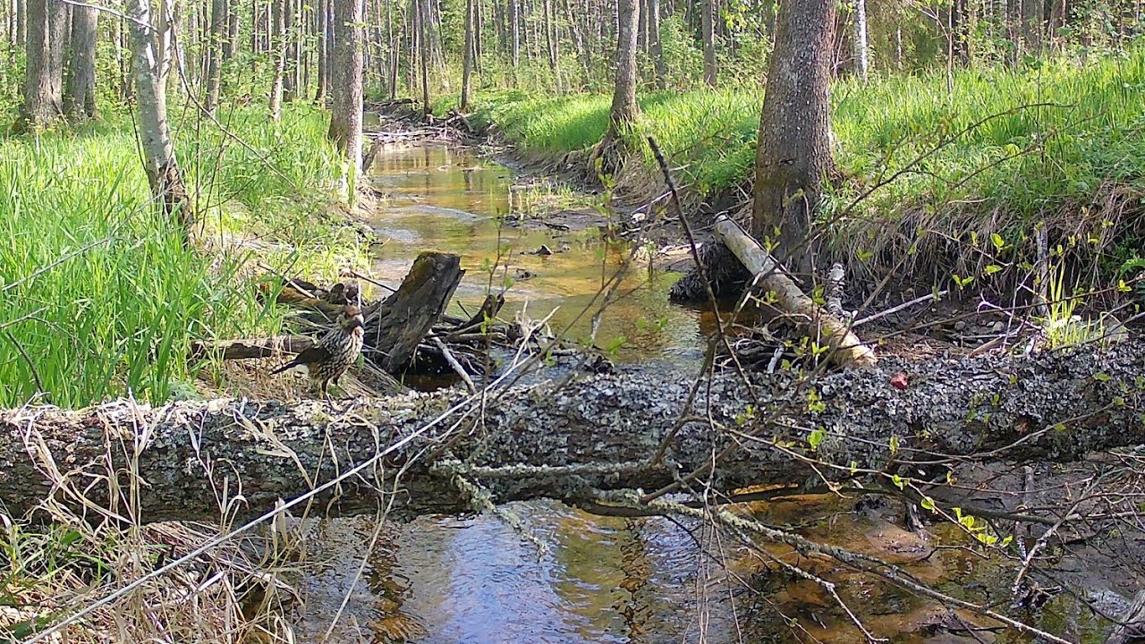 Mänsak ehk pähklirääk | Кедровка или ореховка