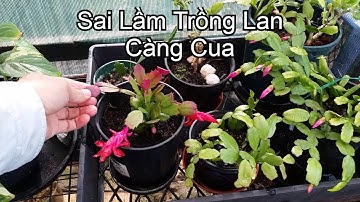 Cách Trồng Lan Càng Cua Ra Hoa - Toan Trinh