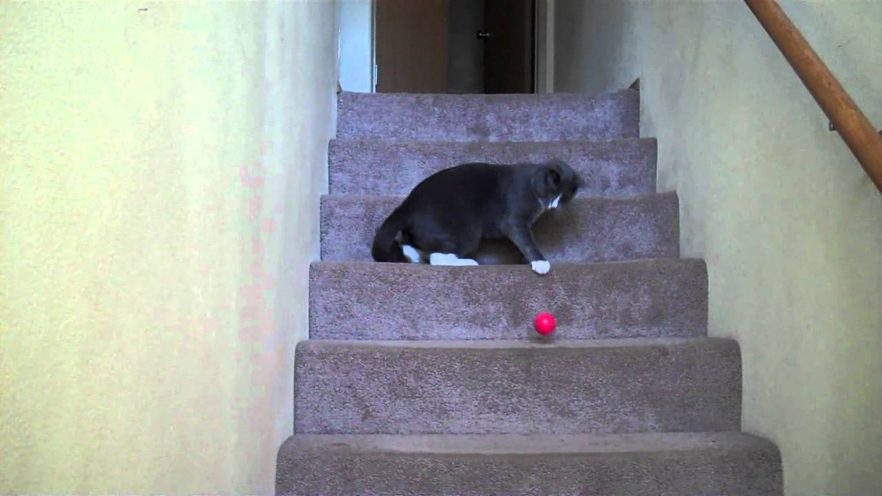 funny cats sleeping in weird positions compilation 2014 funnyplox Meesha the Kitty Soccer Ball Master