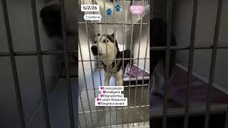 Adoptable dog Siberian Husky VELVET A5769476 is adoptable at Lancaster animal care center in