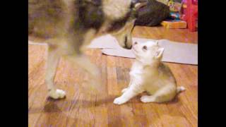 4 Week Old Siberian Husky Puppy Yoda Eating From Mom's Bowl WITH Mama (SO CUTE!) by TWINPOSSIBLE House of HUSKIES 115,592 views 7 years ago 3 minutes, 2 seconds