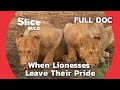 Lionesses leave their pride in search of a new family  slice wild  full documentary