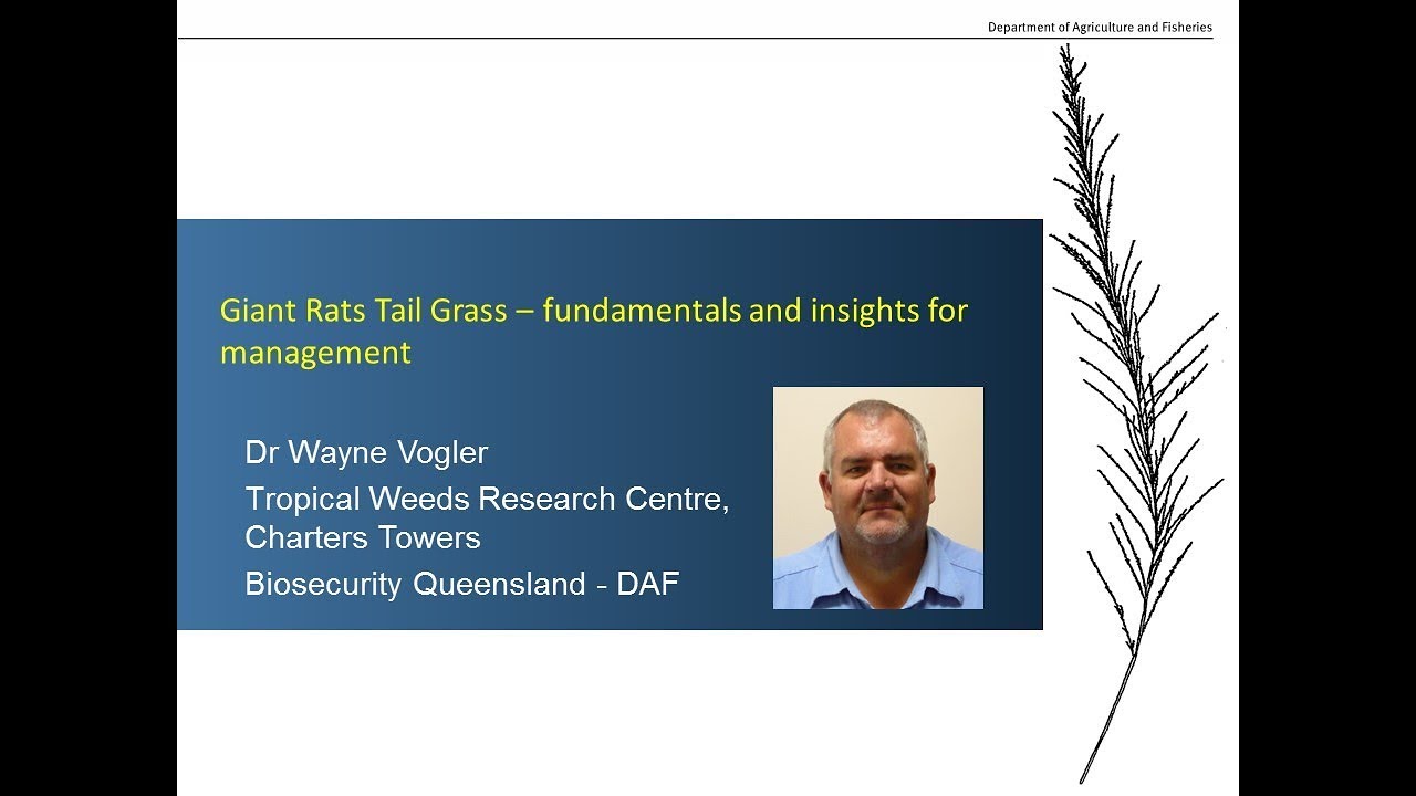 Giant Rats Tail grass fundamentals and insights for management. 
