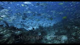 A stunning wide shot of a large school of Bluefin Trevally,Jacks,Fish, Caranx melampygus and Ora...