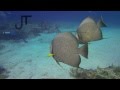 Diving - San Clemente Reef - Cozumel, Mexico