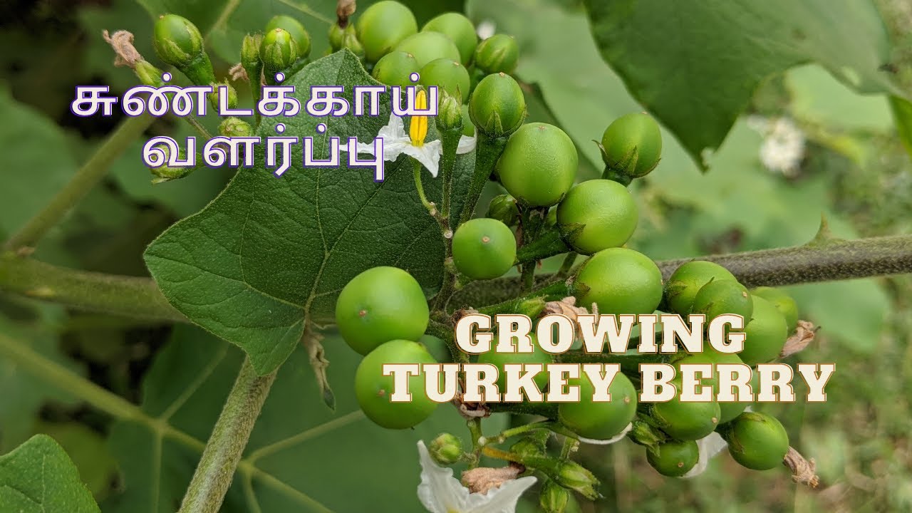 சுண்டக்காய் வளர்ப்பு - விதைப்பு முதல் அறுவடை வரை  | Growing Turkey Berry - Seed to Harvest