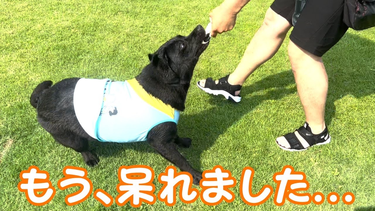 何人もの人間を困らせる大型犬...