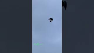 Bird glitching 9/30/23 #scary #mystery #creepy #glitch