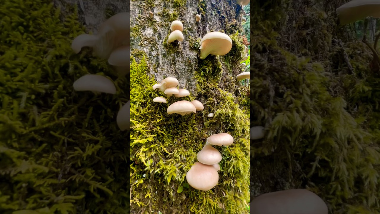 Moss-Covered Tree Trunk with Tiny White Mushrooms | Trail Discovery in Washington's Forest 
