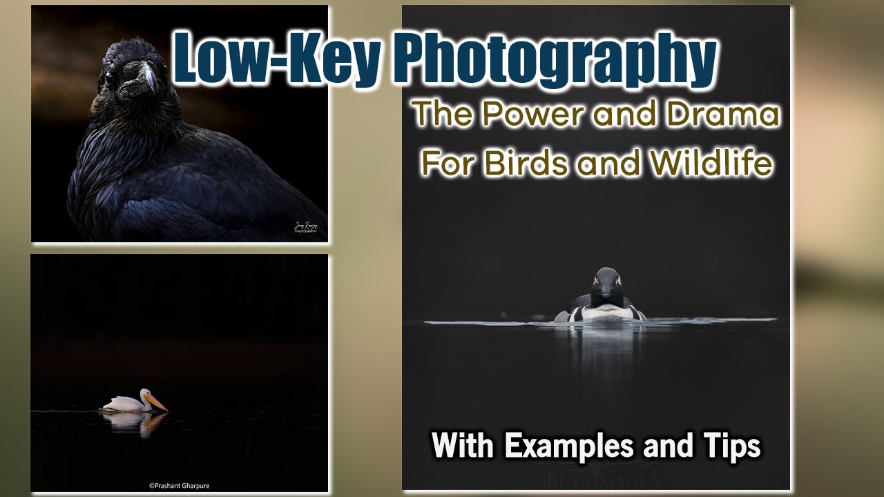 The Power and Drama of Low-KeyPhotography for Birds and Wildlife