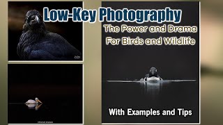 The Power and Drama of Low-KeyPhotography for Birds and Wildlife