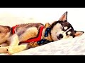 СОННИК - Собака во сне