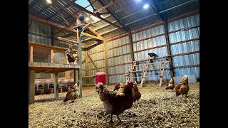 Complete Chicken Coop Tour - How We Care For Our Chickens
