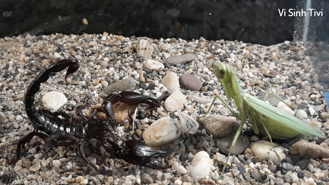Bọ Ngựa Với Bọ Cạp (Mantis With Scorpio) | Vi Sinh Tivi - youtube