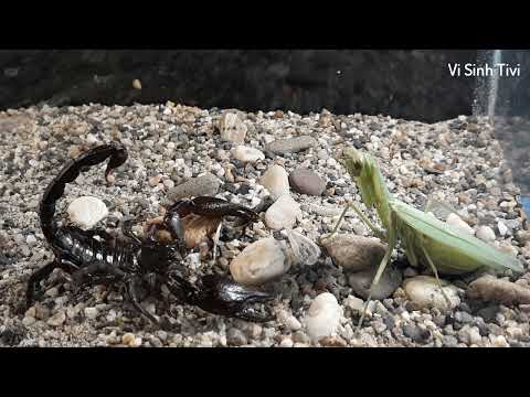 Video Bọ Ngựa Với Bọ Cạp (Mantis With Scorpio) | Vi Sinh Tivi - youtube