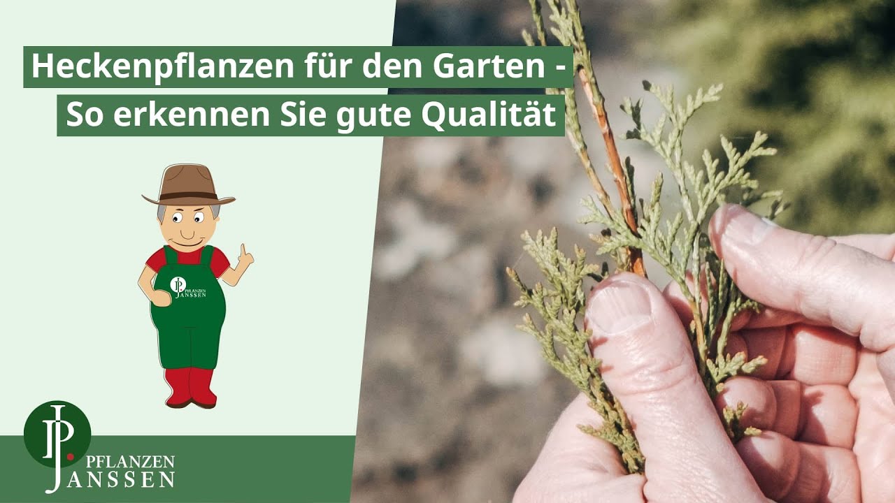 Premium Heckenpflanzen online kaufen bei Pflanzen-Janssen