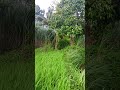 Pemandangan pesawahan indah