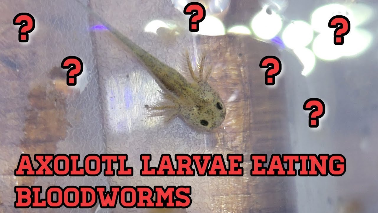 axolotl larvae eating blood worms! 