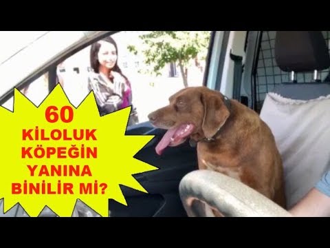 Otostop Çeken Genç Kızlar Arabada 60 Kiloluk Köpek Görünce Ne Yaptı?