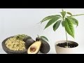 Cómo cultivar su propio árbol de aguacate en una maceta en su jardin