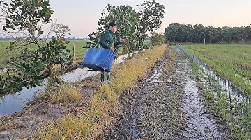 Kết Quả Khi Bẫy Chuột Bẫy Cống Sau Một Ngày Bẫy Chuột Xa Nhà #vợchồngmiềntâytv