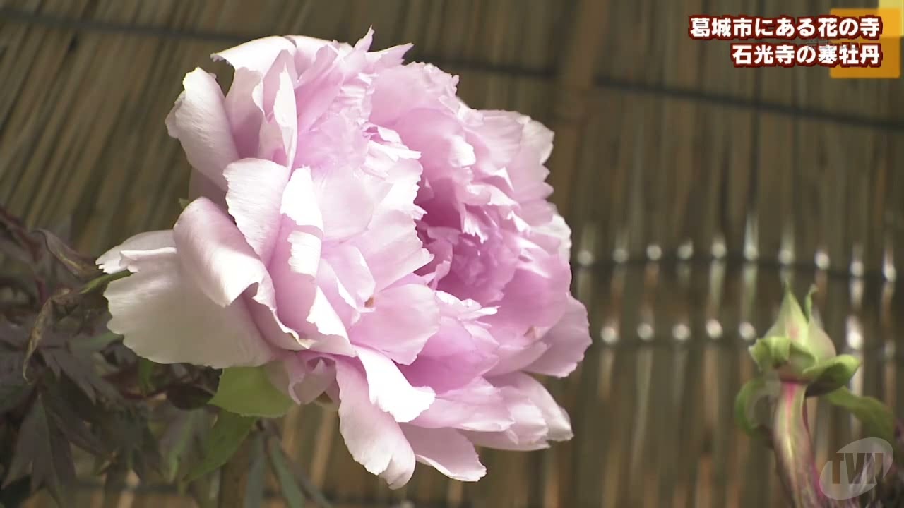 葛城市にある花の寺 石光寺の寒牡丹がそろそろ見頃 Youtube
