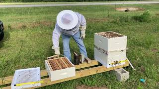 Combining bee hives