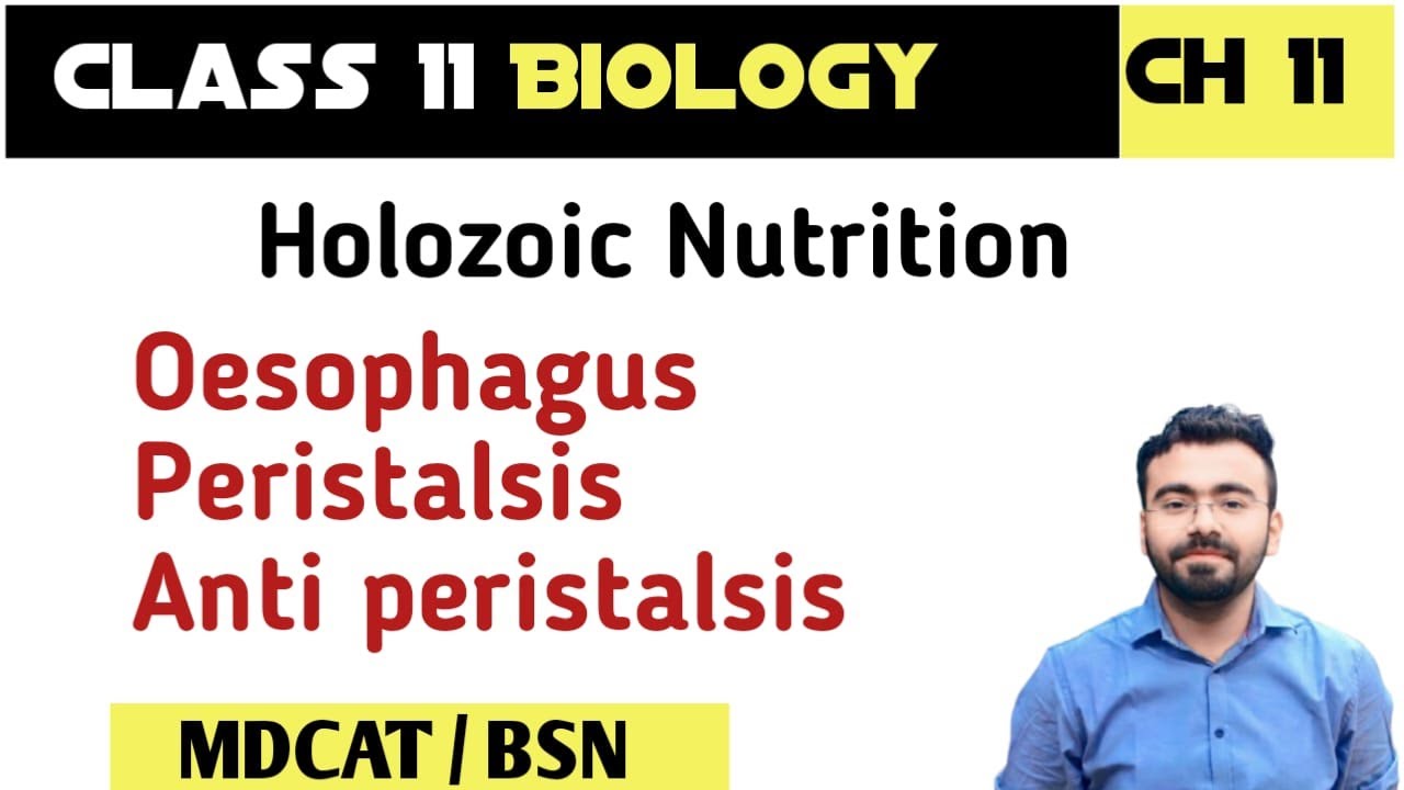 Oesophagus function in digestive system | peristalsis class 11 | antiperistalsis class 11