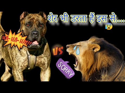 Deadly Secrets of Presa Canario ||🔥🔥#7dayschallenge